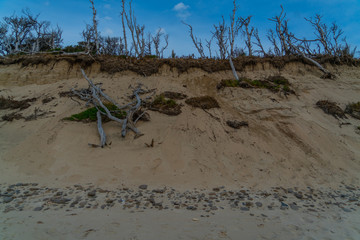 tree in desert