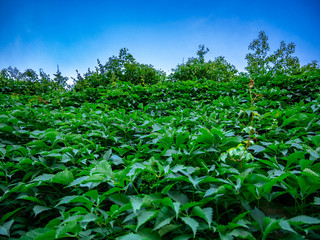 Virginia creeper(Parthenocissus quinquefolia) - covered high wall