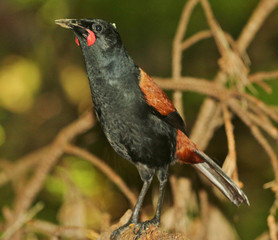Saddleback Endemic Wattlebird of New Zealand