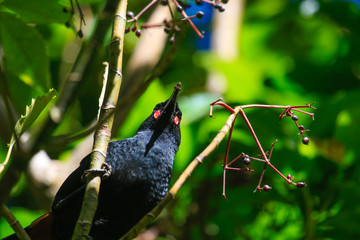 Saddleback Endemic Wattlebird of New Zealand