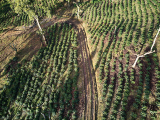 Fototapeta premium Young coffee trees