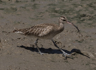 Whimbrel in Australasia