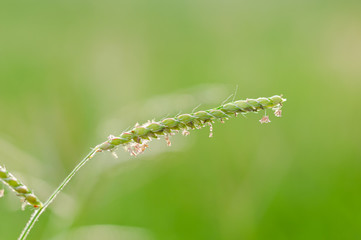 Green wheat on a sunny day