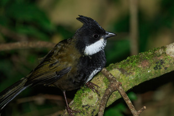 Eastern Whipbird in Australia