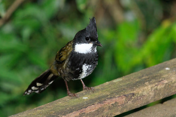 Eastern Whipbird in Australia
