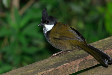 Eastern Whipbird in Australia