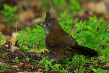 Eastern Whipbird in Australia