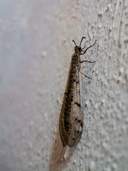 Adult Antlion lace wing(Myrmeleon formicarius) - sitting on wall