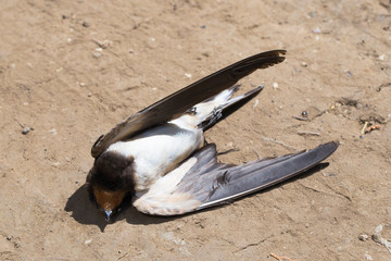 Dead bird. Road wars - death of a  swallow. The killing of a bird. Death from the car. The barn...