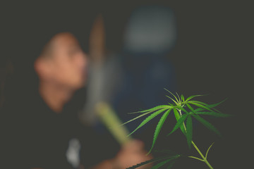 Cannabis plant on the foreground. Blur person smoking medical marijuana joint.