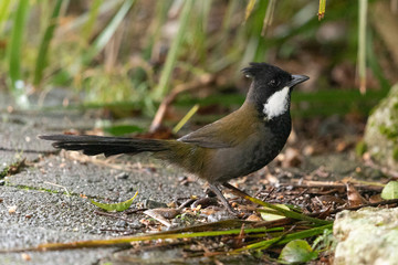 Eastern Whipbird in Australia