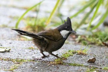 Eastern Whipbird in Australia