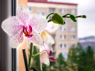 Beautiful white-red orchid flower(Orchidaceae) with a few small buds