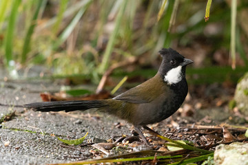 Eastern Whipbird in Australia