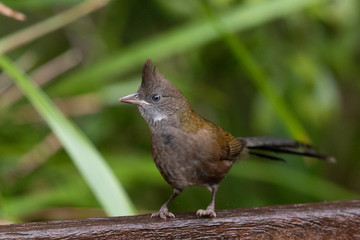 Eastern Whipbird in Australia