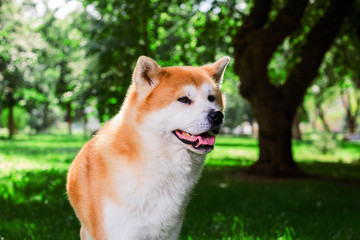 portrait of Japanese thoroughbred dog Akita inu