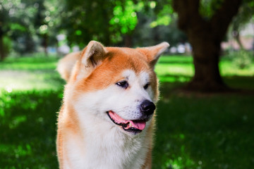portrait of Japanese thoroughbred dog Akita inu