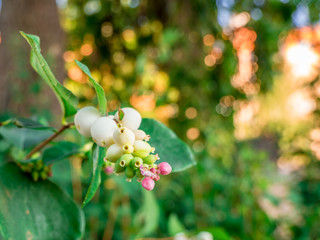 Snowberries (Symphoricarpos Albus) closer look at flowers and berries