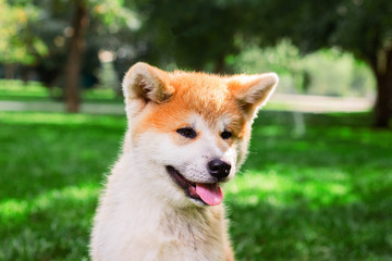 Portrait of a puppy purebred Japanese dog Akita inu in the park