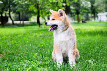 A puppy of a thoroughbred Japanese dog Akita inu in the park on the green grass