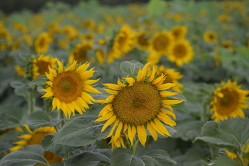 Fototapeta na wymiar Bright Colored Sunflowers off Highway 20, California