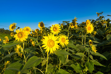 ひまわりの丘に咲く向日葵