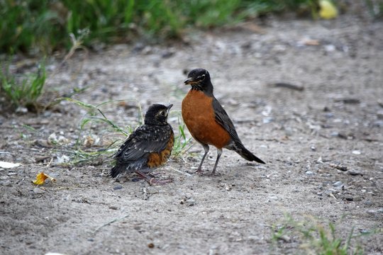 Big Red Breasted Robin Holding Forth with Smaller Robin