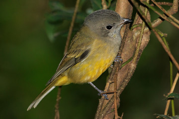 Golden Whistler in Australia