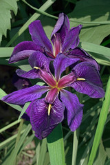 Black Gamecock Louisiana iris (Iris louisiana Black Gamecock).