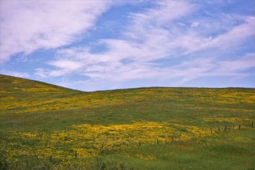 Fototapeta premium Montana Ranching Hills pokryte żółtymi kwiatami poniżej Big Blue Sky