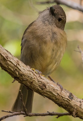 Norfolk Island Endemic Golden Whistler