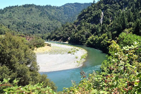 Klamath River, Oregon, Curves amid Deep Forest with Berry Bushes in Foreground