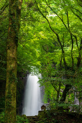 Fototapeta na wymiar 深緑の滝_白糸の滝