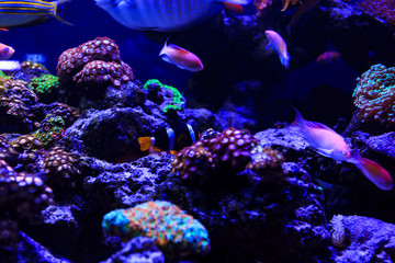 Obraz na płótnie Canvas Beautiful group of sea fishes captured on camera under the water under dark blue natural backdrop of the ocean or aquarium. Underwater colorful fishes and marine life. selective focus