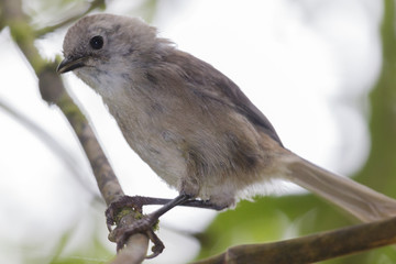 Whitehead Endemic Passerine of New Zealand