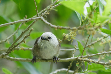 Whitehead Endemic Passerine of New Zealand