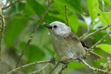 Whitehead Endemic Passerine of New Zealand