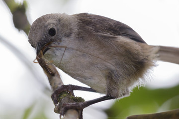 Whitehead Endemic Passerine of New Zealand