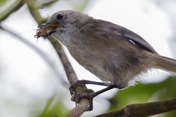 Whitehead Endemic Passerine of New Zealand