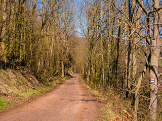 Fototapeta premium Dirt road in the woods with tourist signs