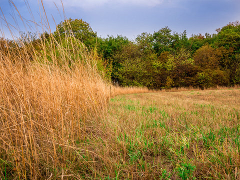 The edge of the cutted meadow. Great contrast between the tall grass and the cutted meadow.
