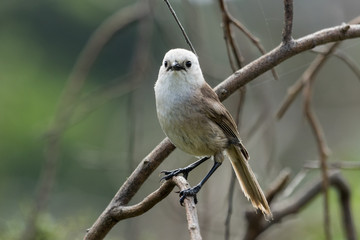 Whitehead Endemic Passerine of New Zealand