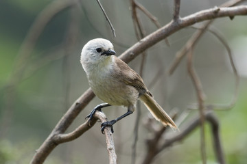 Obraz premium Whitehead Endemic Passerine of New Zealand