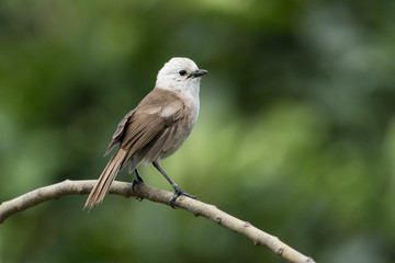 Whitehead Endemic Passerine of New Zealand