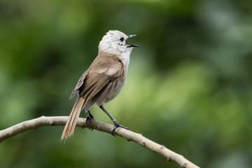 Whitehead Endemic Passerine of New Zealand