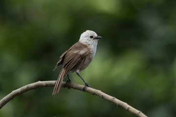 Whitehead Endemic Passerine of New Zealand