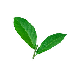 Naklejka na ściany i meble Green leaf