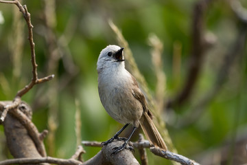 Whitehead Endemic Passerine of New Zealand
