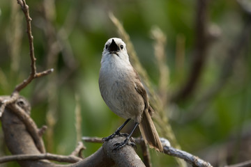 Fototapeta premium Whitehead Endemic Passerine of New Zealand