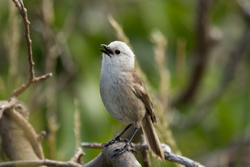 Whitehead Endemic Passerine of New Zealand